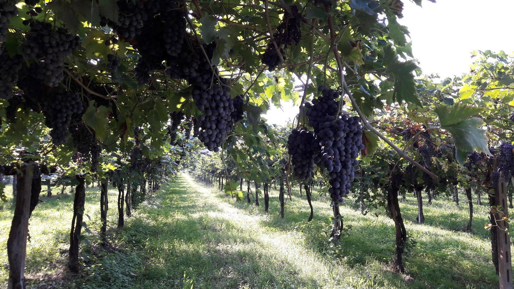 Agriturismo Camparella Pastrengo Ngoại thất bức ảnh